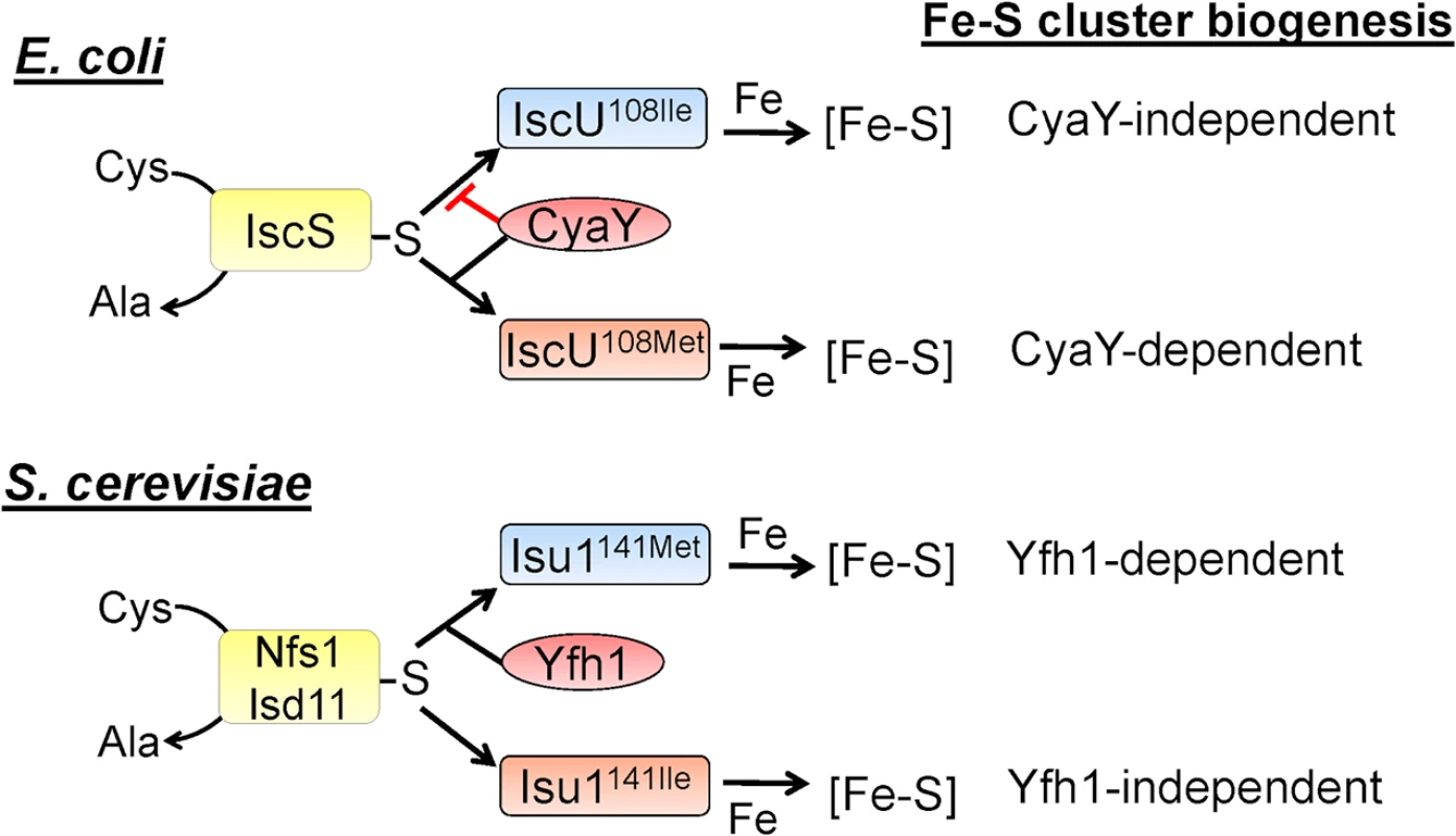 Frataxin involvement in [Fe-S] cluster biogenesis in <i>E</i>. <i>coli</i> and <i>S</i>. <i>cerevisiae</i>.