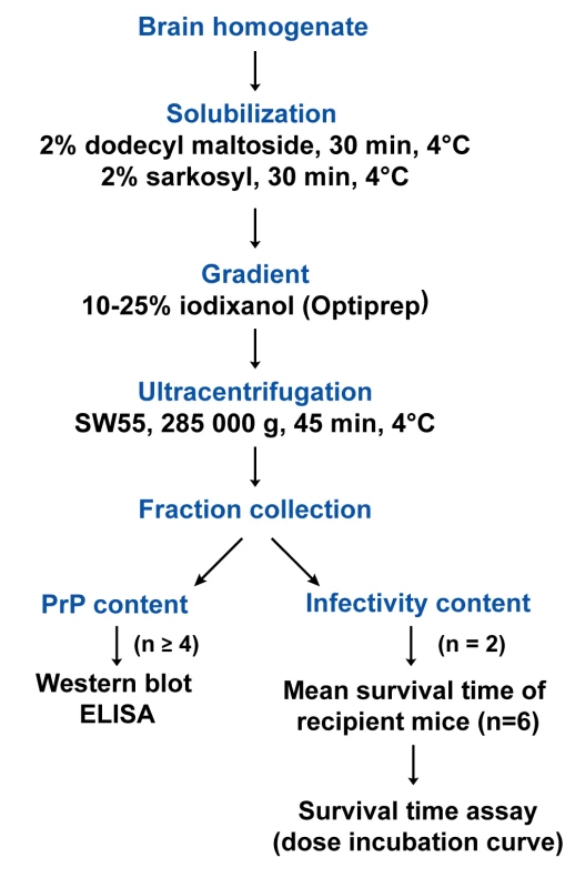 Flow diagram describing the sedimentation velocity protocol and the analysis of prion particles infectivity with regard to PrP&lt;sup&gt;Sc&lt;/sup&gt; content.