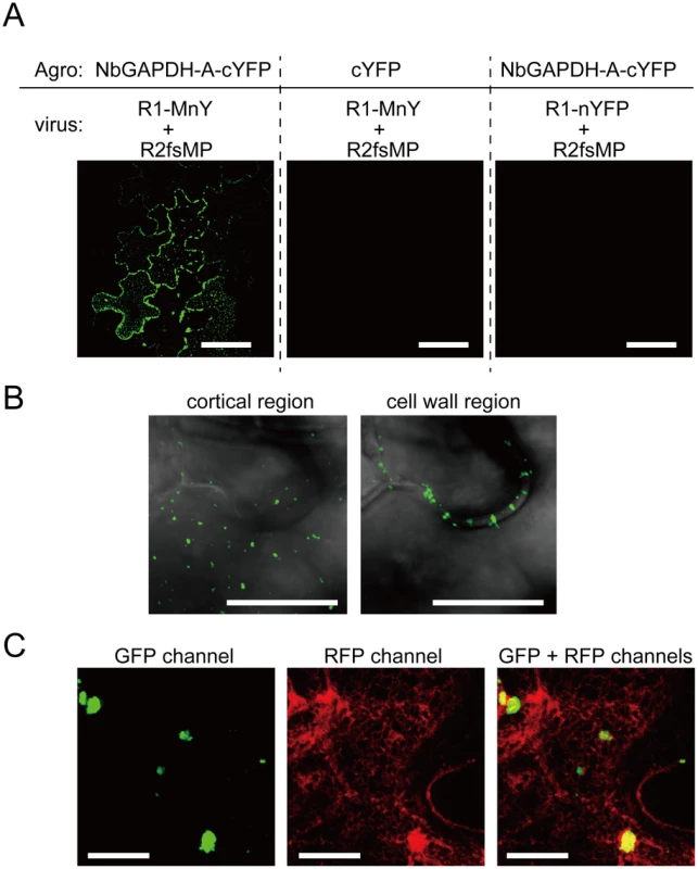 Bimolecular fluorescence complementation analyses of the interaction between RCNMV MP and NbGAPDH-A.