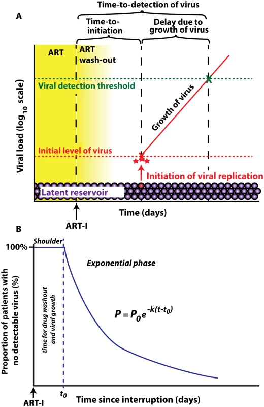 Schematic of viral recrudescence after ART-interruption.