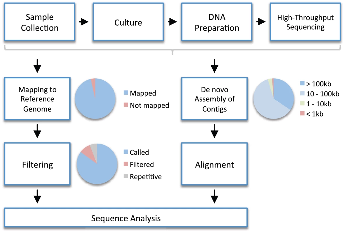 An example workflow for high-throughput whole genome sequencing in bacteria.