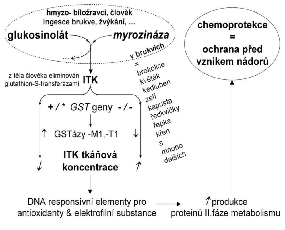 Biotransformace glukosinolátu a izothiokyanátu (ITK)
Po narušení struktury brukve krouháním nebo žvýkáním, může enzym myrozináza ze skladovaného glukosinolátu odštěpit ITK. Tkáňové koncentrace ITK mohou být vysoké, je-li brukvovitá zelenina konzumována často, nebo když je aktivita glutathion-S-transferáz (GST), které eliminují ITK z těla, nulová. ITK pak snadno obsadí odpovídající funkční struktury na DNA, a tím aktivuje produkci celé řady dalších enzymů II. fáze metabolismu, které jsou zodpovědně za neutralizaci a odchod nebezpečných molekul z organismu. Biotransformace glukosinolátu, při níž vzniká vedle ITK také indol-3-karbinol a celá řada dalších látek, se v evoluci u brukvovitých vyvinula, aby je ochránila před hmyzem. Když se červ zahryzne do brukve, vysoké koncentrace ITK jej mohou usmrtit, působí repelentně i antimikrobiálně.

