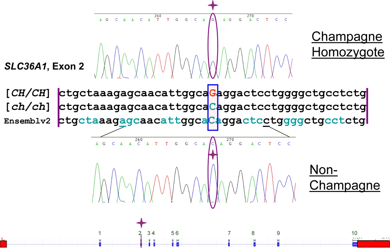 Sequence Alignment and Gene Diagram.