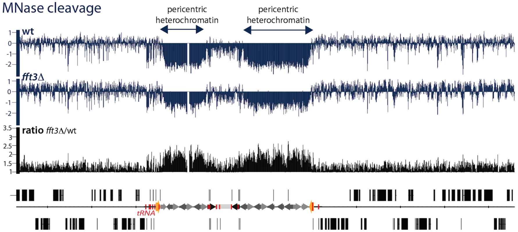 Fft3 is affecting chromatin structure at pericentric heterochromatin.