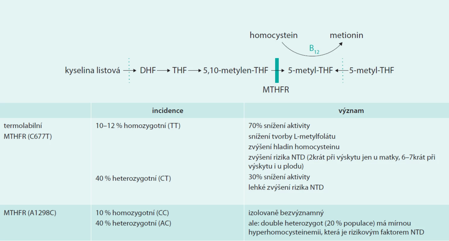Význam variant mutací MTHFR pro metabolizmus kyseliny listové