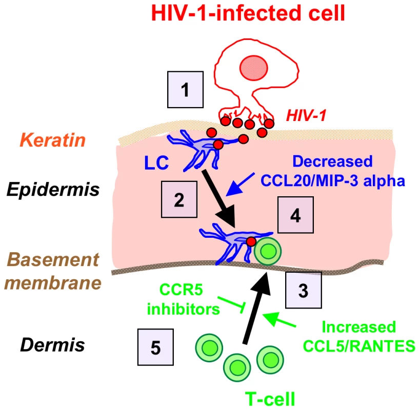 Schematized ‘chain-of-events’ of HIV-1 early entry in the inner foreskin.