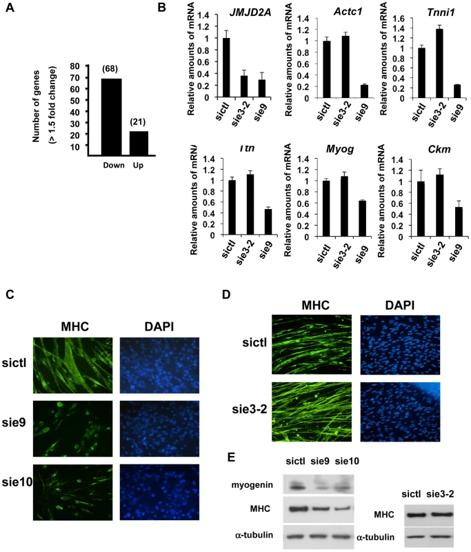ΔN-JMJD2A is important for muscle differentiation and myotube formation.