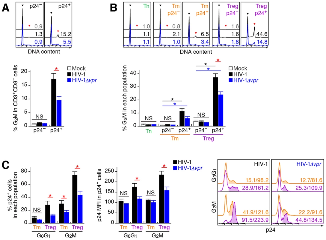 Effect of Vpr on G<sub>2</sub> cell cycle arrest in infected humanized mice.