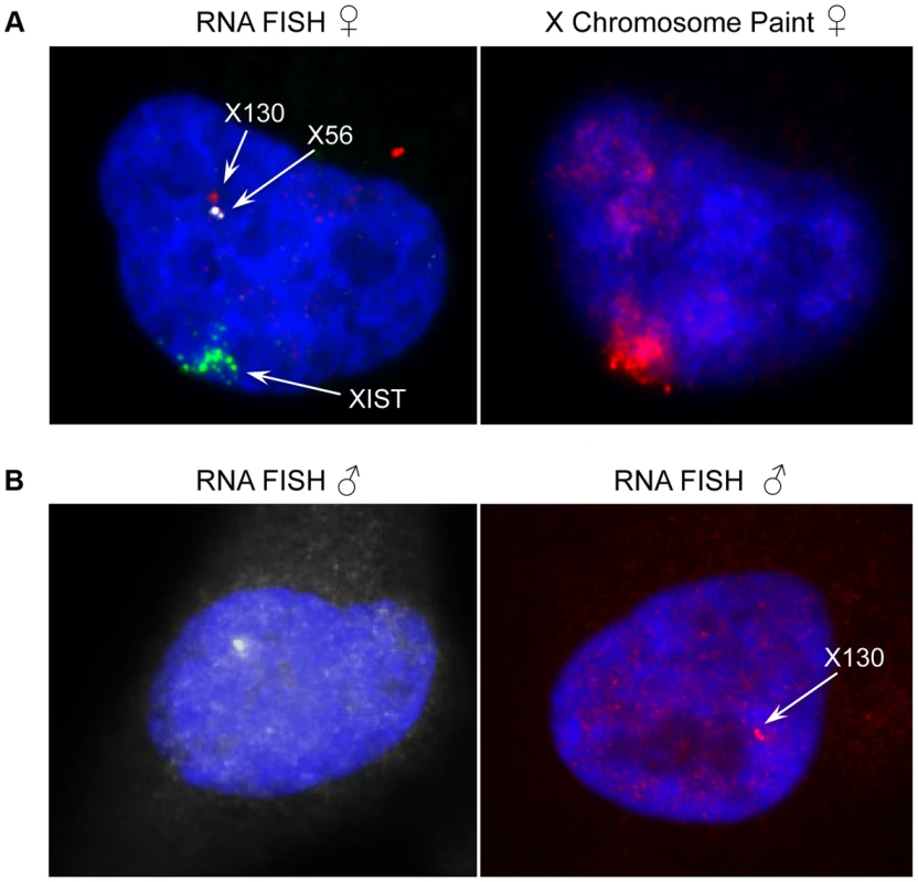 Expression and genomic organization of non-coding RNA genes X56 and X130.