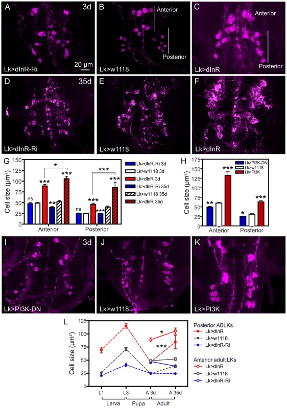 Manipulations of dInR in LK neurons also affect adult cell body size.