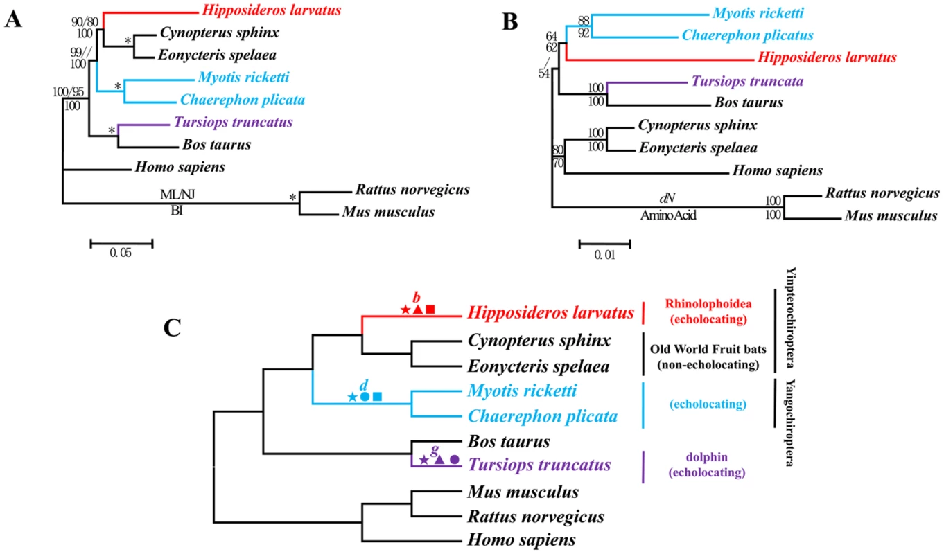 Parallel evolution of <i>Pcdh15</i> in bats and dolphins.