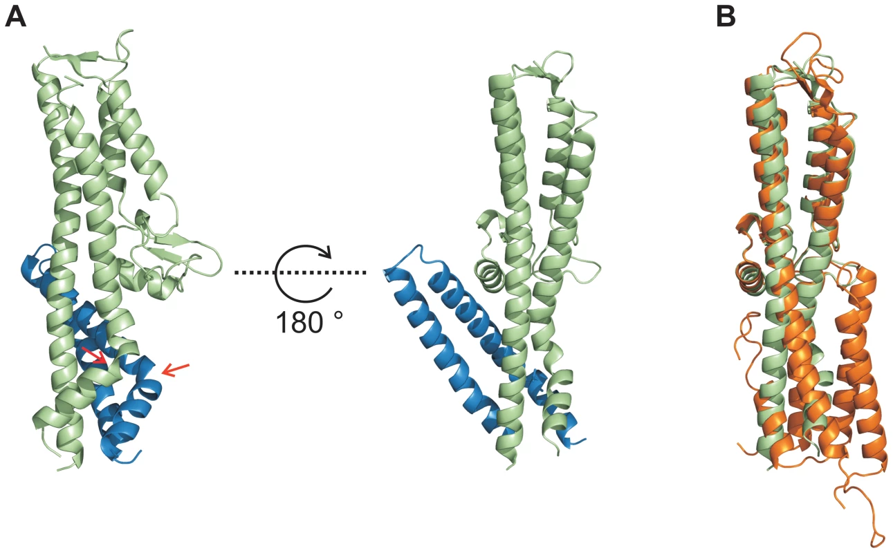 Conformational changes during interaction of SipD and PrgI.