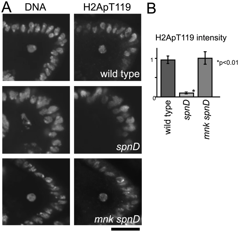 The meiotic recombination checkpoint suppresses NHK-1 activity.