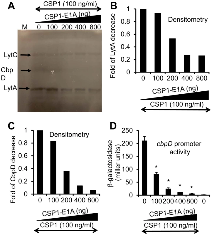 CSP1-E1A inhibits the expression of competence regulated virulence factors LytA and CbpD <i>in vitro</i>.