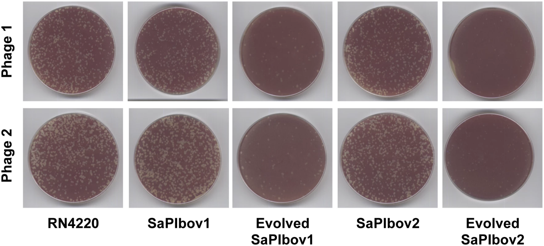 SaPI-driven phage evolution occurs <i>in vivo</i>.