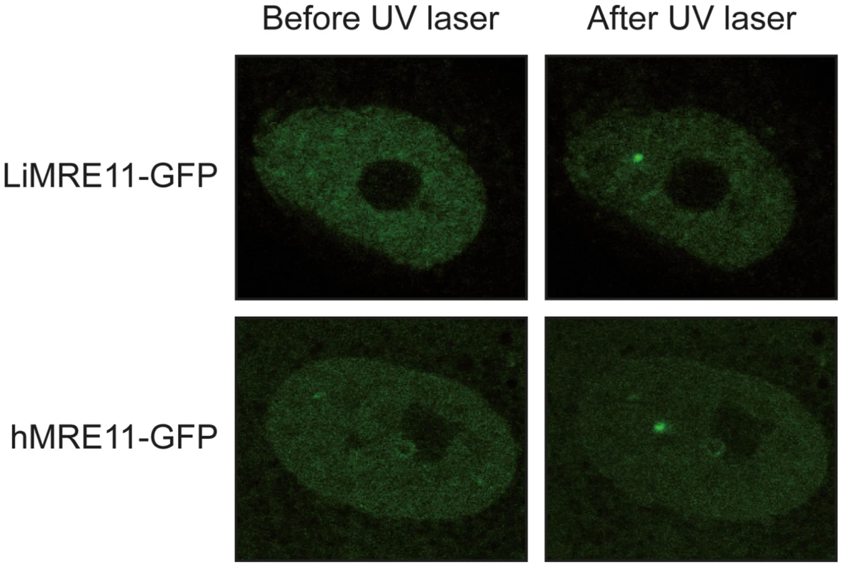 Fluorescence recovery after photobleaching analysis after DNA damage induction in UV-irradiated cells.