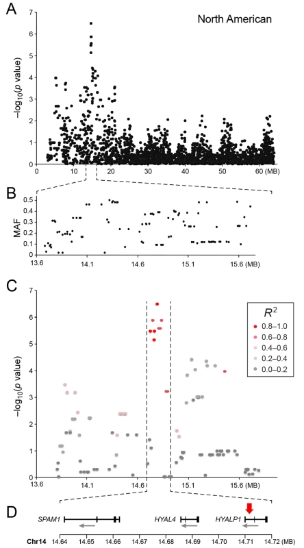 a) Close up view of the most associated region from the American GWAS analysis. b) Minor allele frequency of the associated region. c) Further close up of the associated peak showing the LD structure of the SNPs in the area relative to the most associated SNP. d) Close up view of the genes located in the area of the associated haplotype.