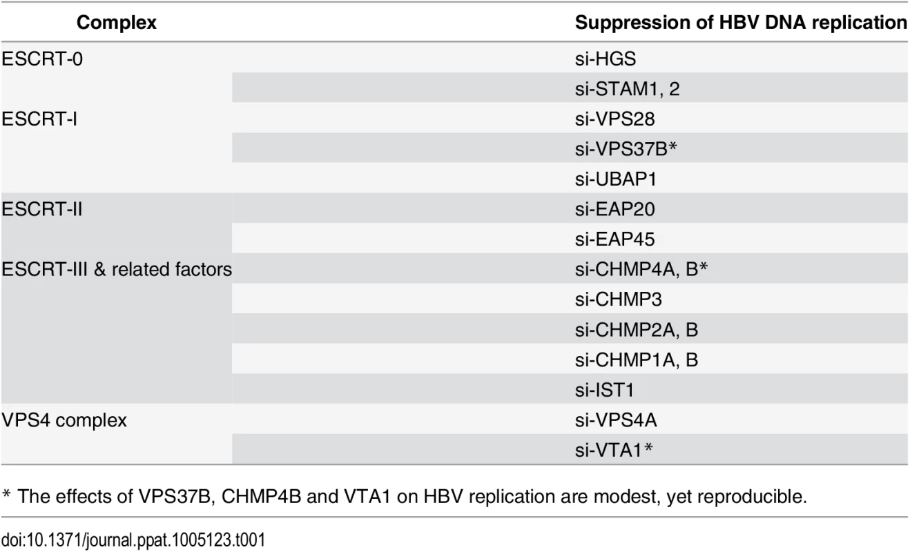 A list of tested ESCRT factors that affected HBV replication in HepG2 cells.