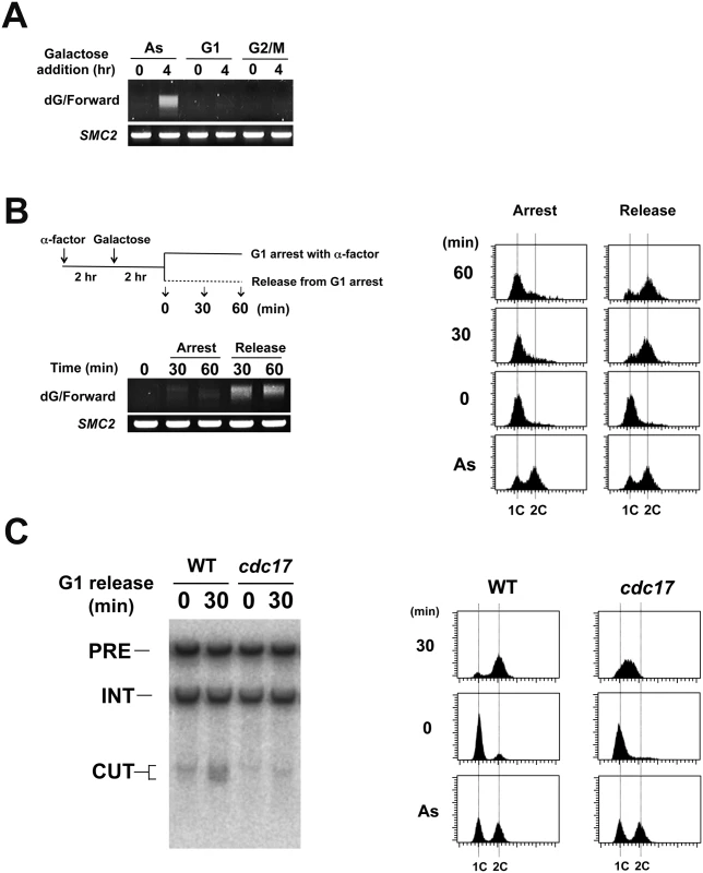 Effect of cell-cycle progression on Rap1-mediated DSB induction.