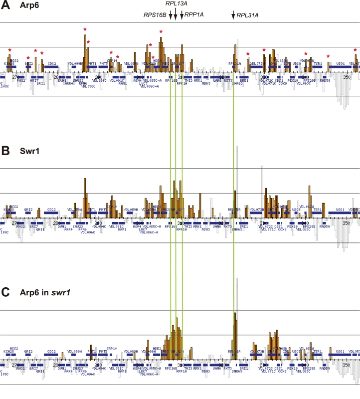 Swr1-independent binding of Arp6 to RP genes.