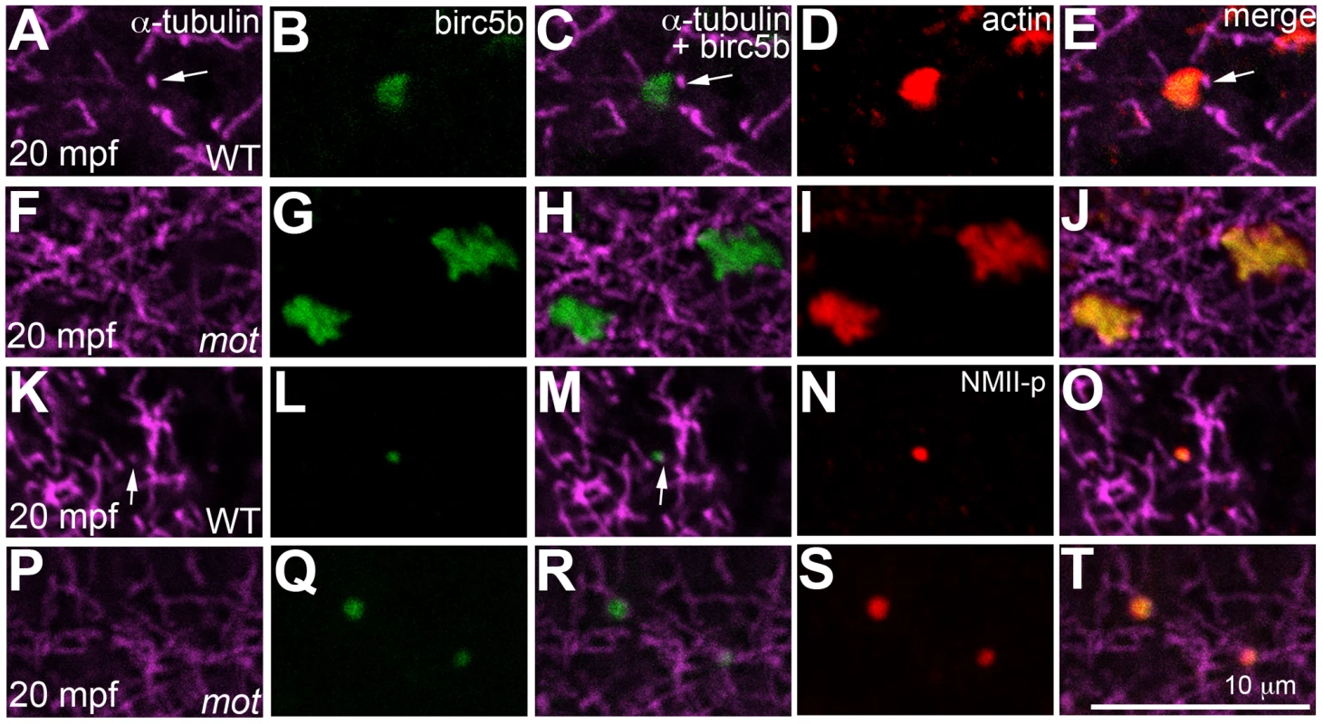 Birc5b localizes to cortical microtubule tips and co-localizes with F-actin and germ plasm RNPs.