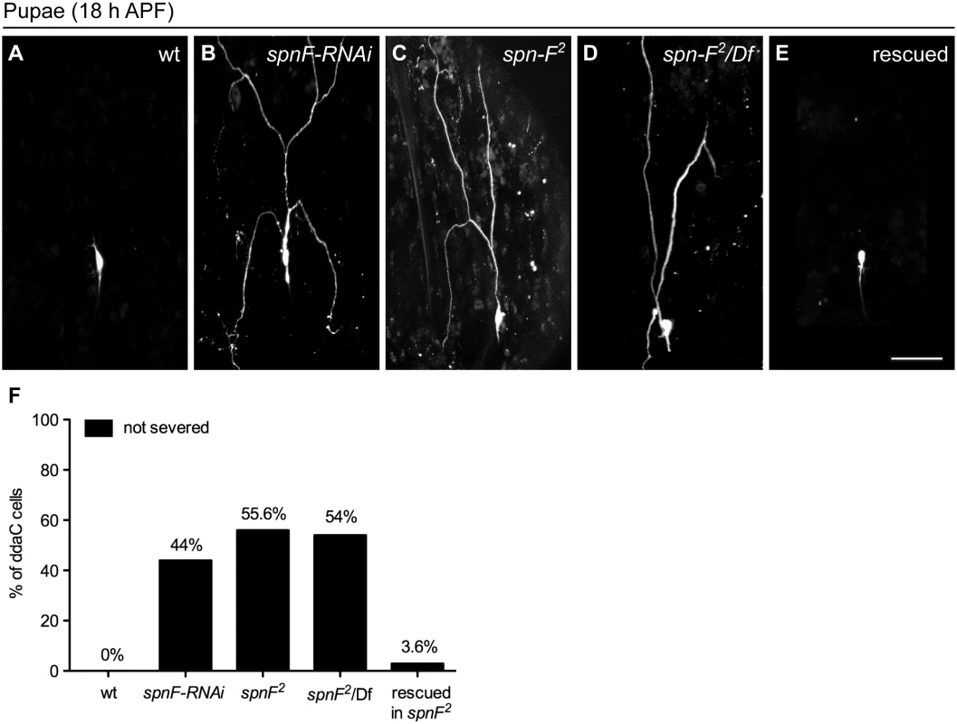 Spn-F is required for dendrite pruning.