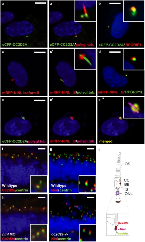 CC2D2A and NINL co-localize at the ciliary base in hTERT-RPE1 cells and in zebrafish retina.
