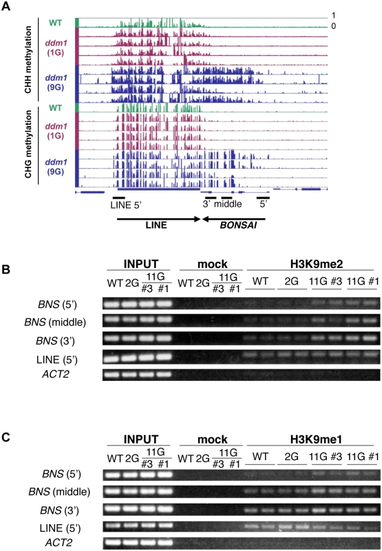 <i>BONSAI</i> hypermethylation in self-pollinated <i>ddm1</i> mutants is associated with H3K9 methylation.