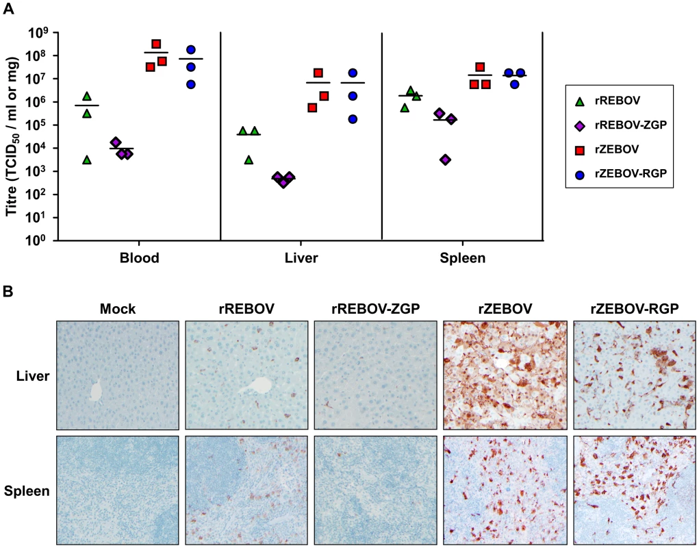Detection of virus in organs/tissues of IFNAR<sup>−/−</sup> mice.