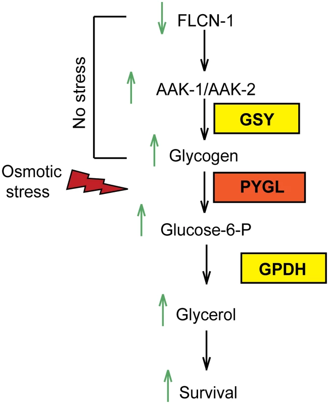 Graphical representation of FLCN-1/AMPK hyperosmotic stress resistance pathway.