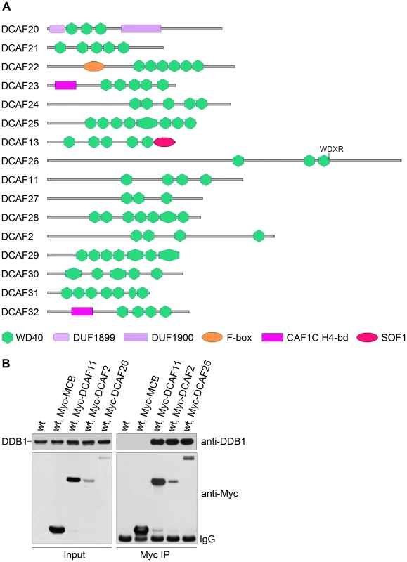 Putative DDB1- and Cul4-associated factors (DCAFs) in <i>N. crassa</i>.