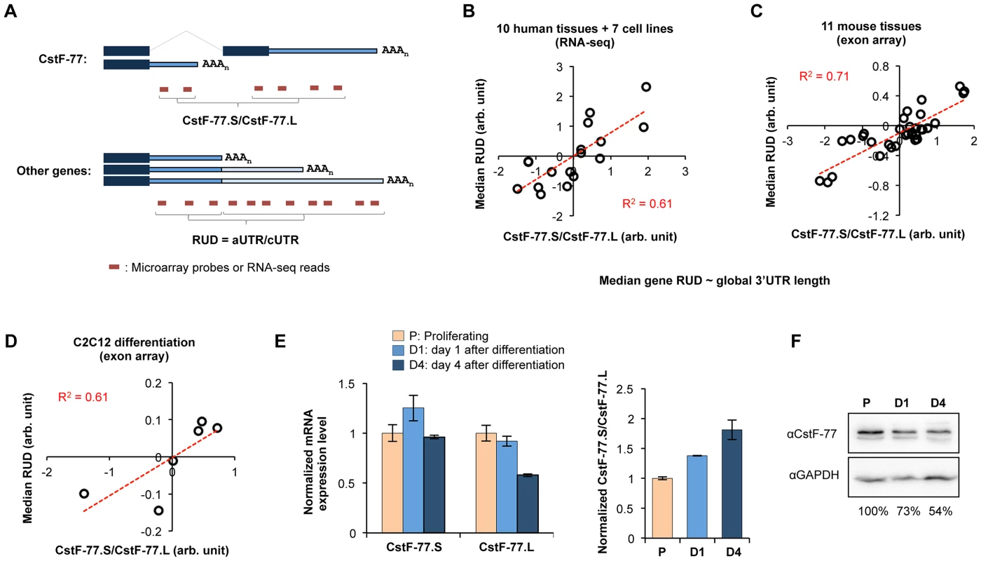 Intronic C/P of human and mouse CstF-77 genes correlates with the global 3′UTR length.