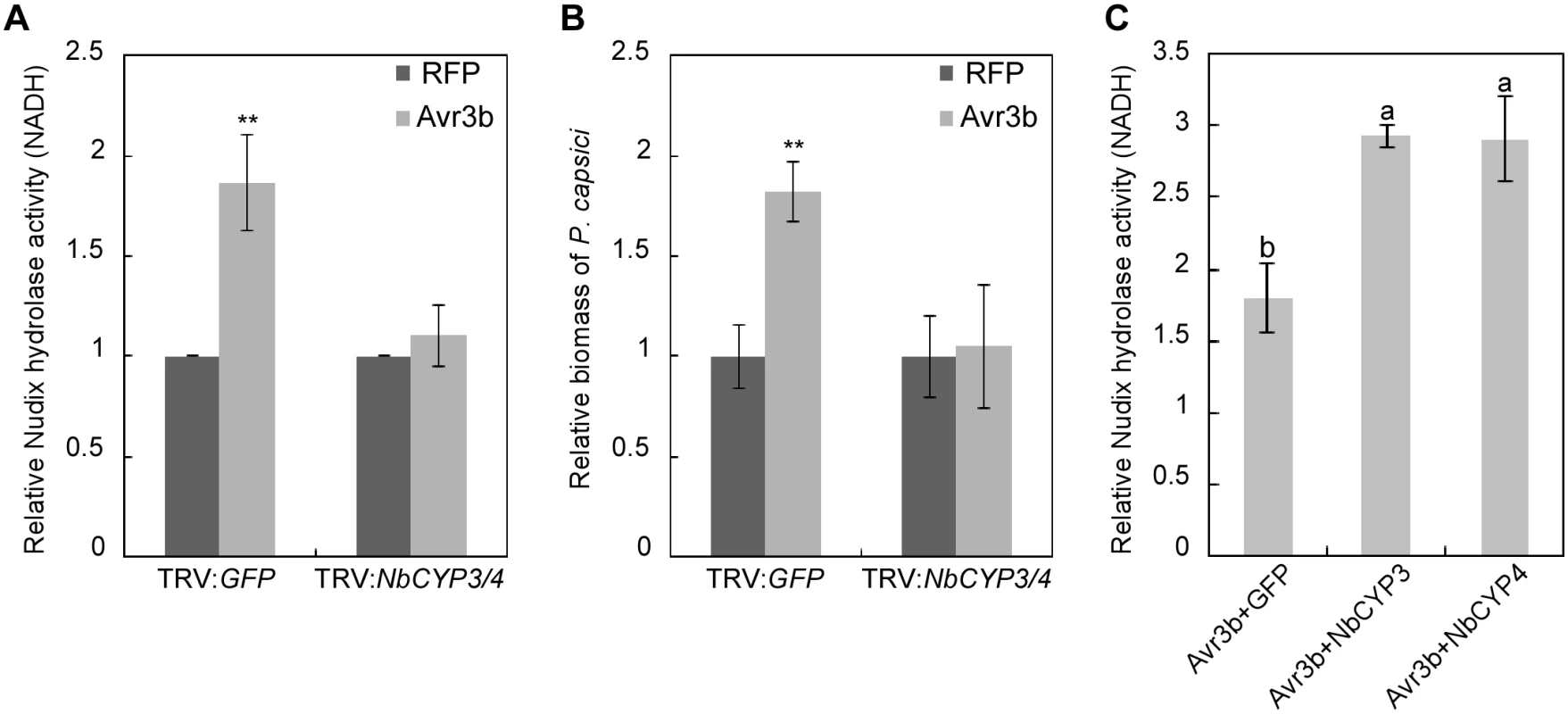 NbCYP3 and NbCYP4 are required for the Nudix hydrolase and the virulence activity of Avr3b in <i>N</i>. <i>benthamiana</i>.