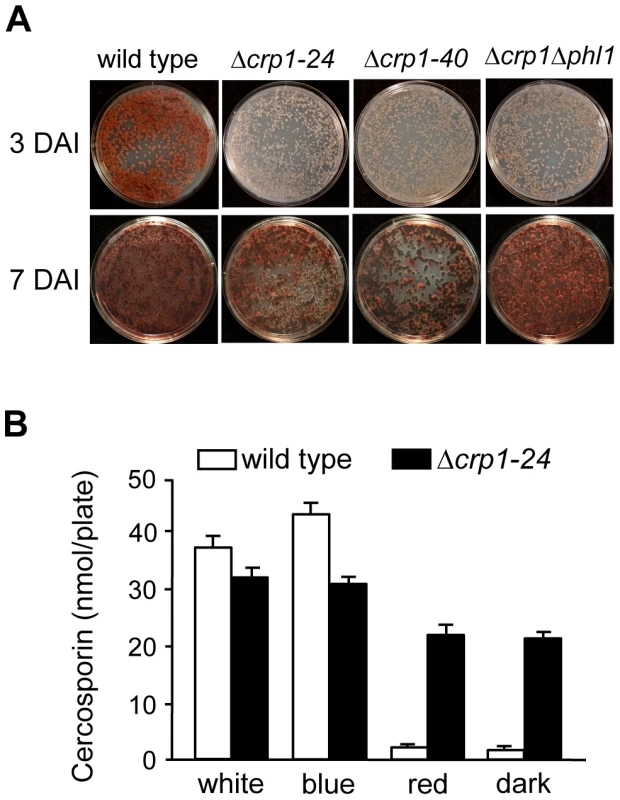 Disruption of <i>CRP1</i> affects cercosporin biosynthesis.