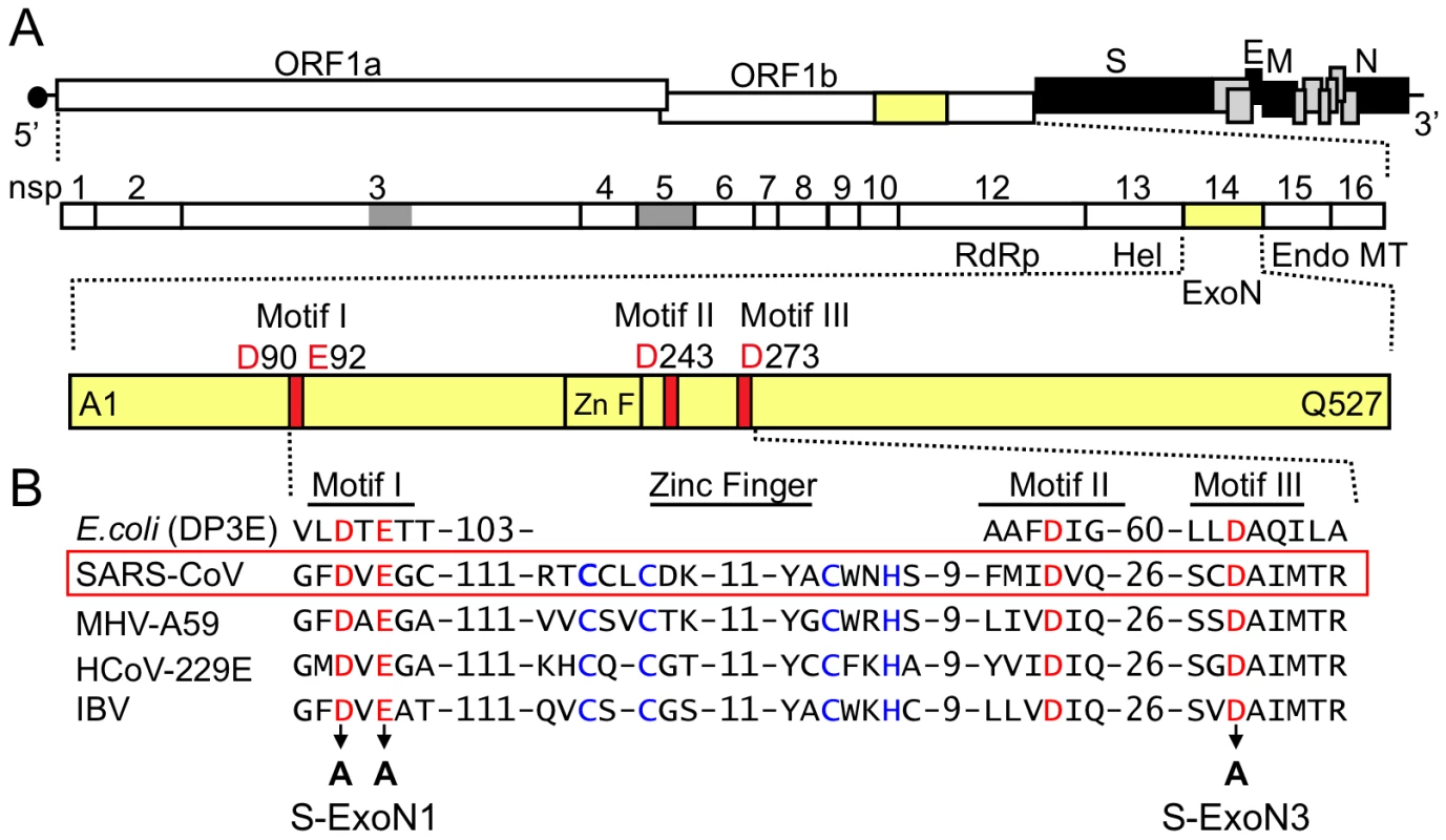 SARS-CoV genome organization and nsp14 exoribonuclease motifs.