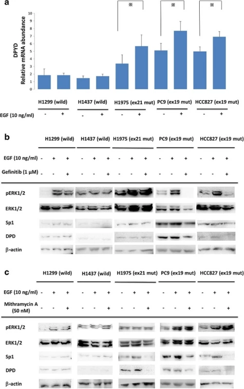 a Comparisons of &lt;i&gt;DPD&lt;/i&gt; mRNA expression with EGF administration in NSCLC cell lines. Serum-free cells were incubated in the presence or absence of 10 ng/ml EGF. After that, &lt;i&gt;DPD&lt;/i&gt; mRNA levels were quantified by RT-PCR. The experiment was performed in triplicate. *, &lt;i&gt;p&lt;/i&gt;&lt; 0.05 b, c NSCLC cell lines were treated with gefitinib (1 μM) or mithramycin A (50 nM) for 24 h followed by stimulation with 10 ng/ml EGF for 20 min. Extracted lysates were examined by western blotting. Results are representative of two independent experiments