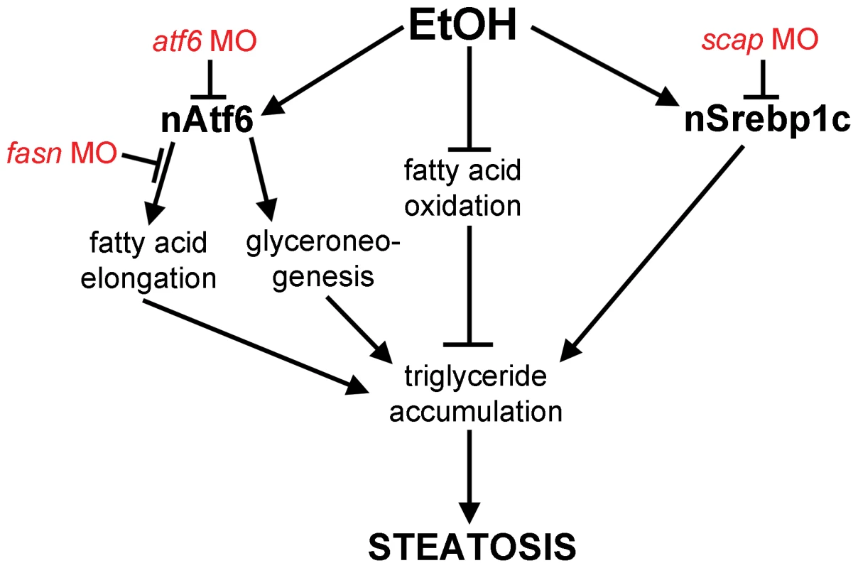Working model by which Atf6 functions as a positive regulator of alcoholic steatosis.