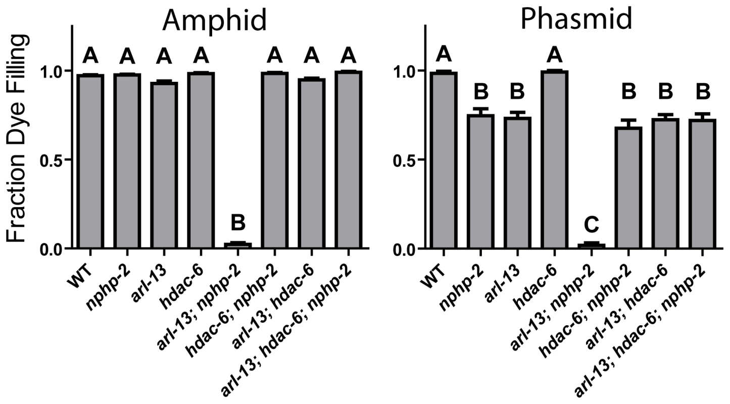 The synthetic dye-filling defective phenotype of <i>arl-13; nphp-2</i> mutants is modulated by <i>hdac-6</i>.