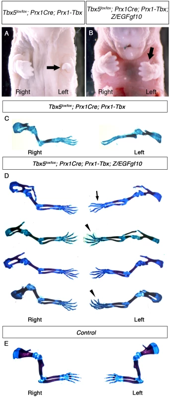 <i>Fgf10</i> expression at an optimal level in the forelimb LPM cannot rescue asymmetric defects of <i>Tbx5</i><sup><i>lox/lox</i></sup><i>; Prx1Cre; Prx1-Tbx</i> mutants.