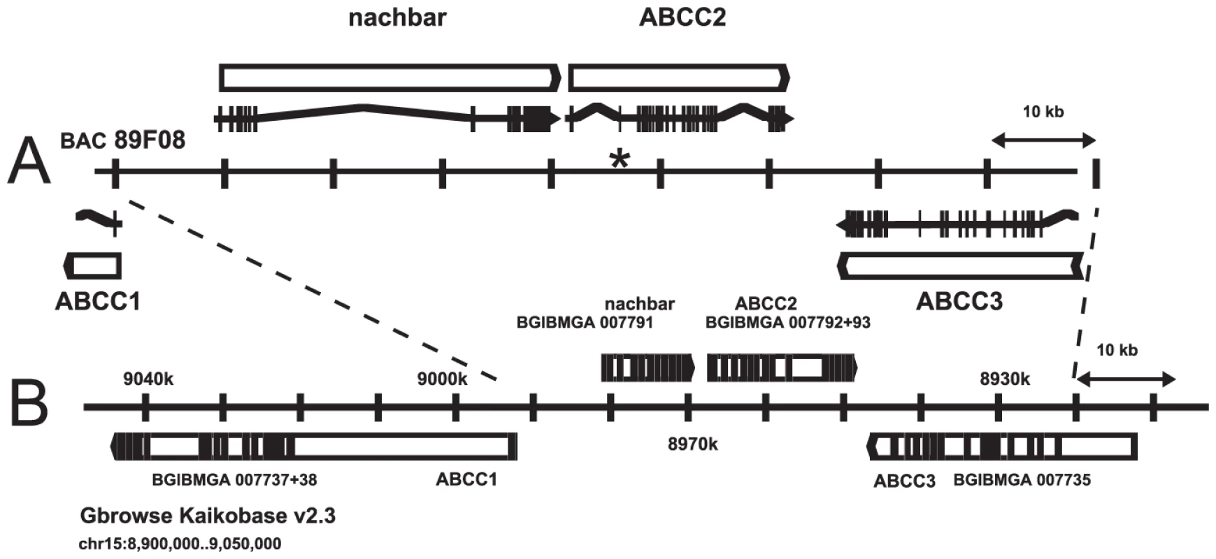 ABCC2 genomic region.