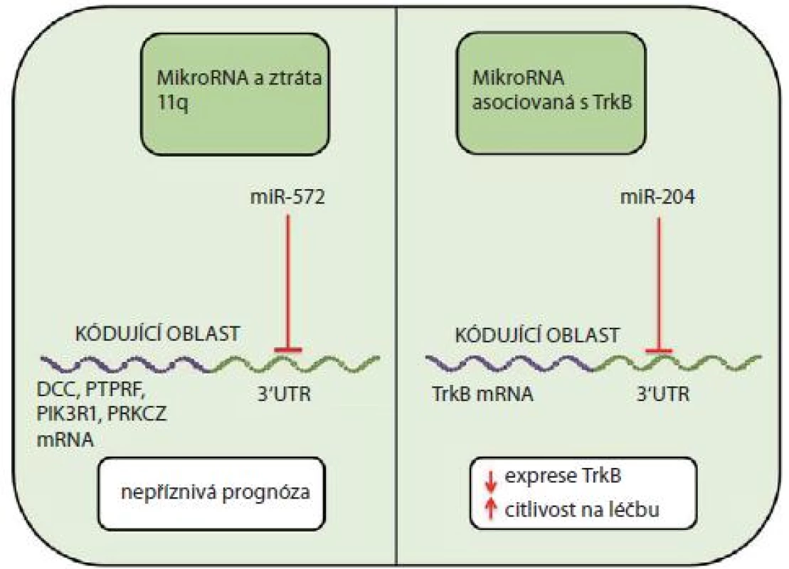 MiRNA v patofyziologii neuroblastomu.