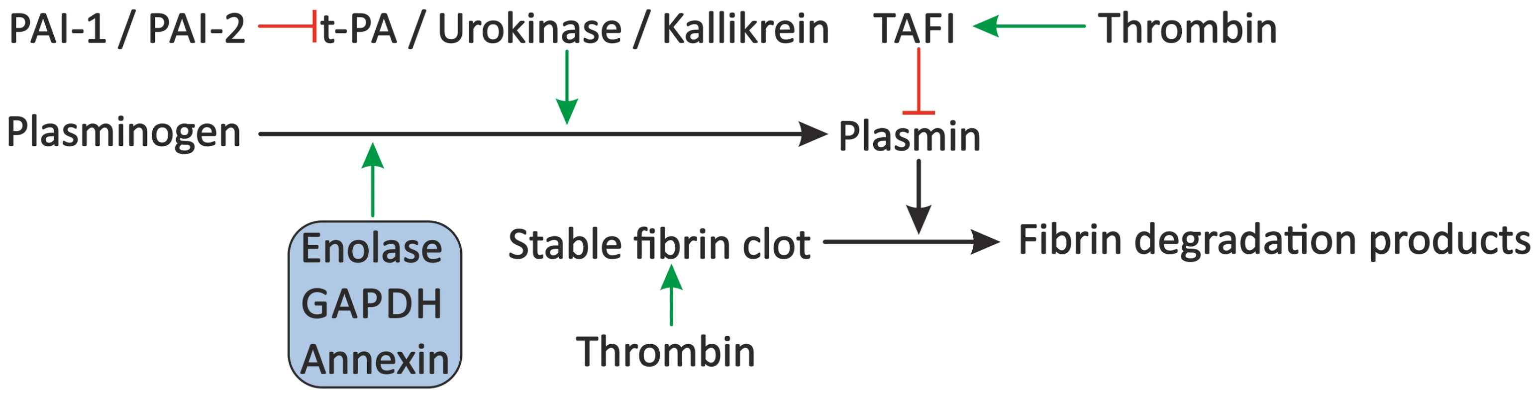 Proposed modulation of the fibrinolytic system by schistosomes.