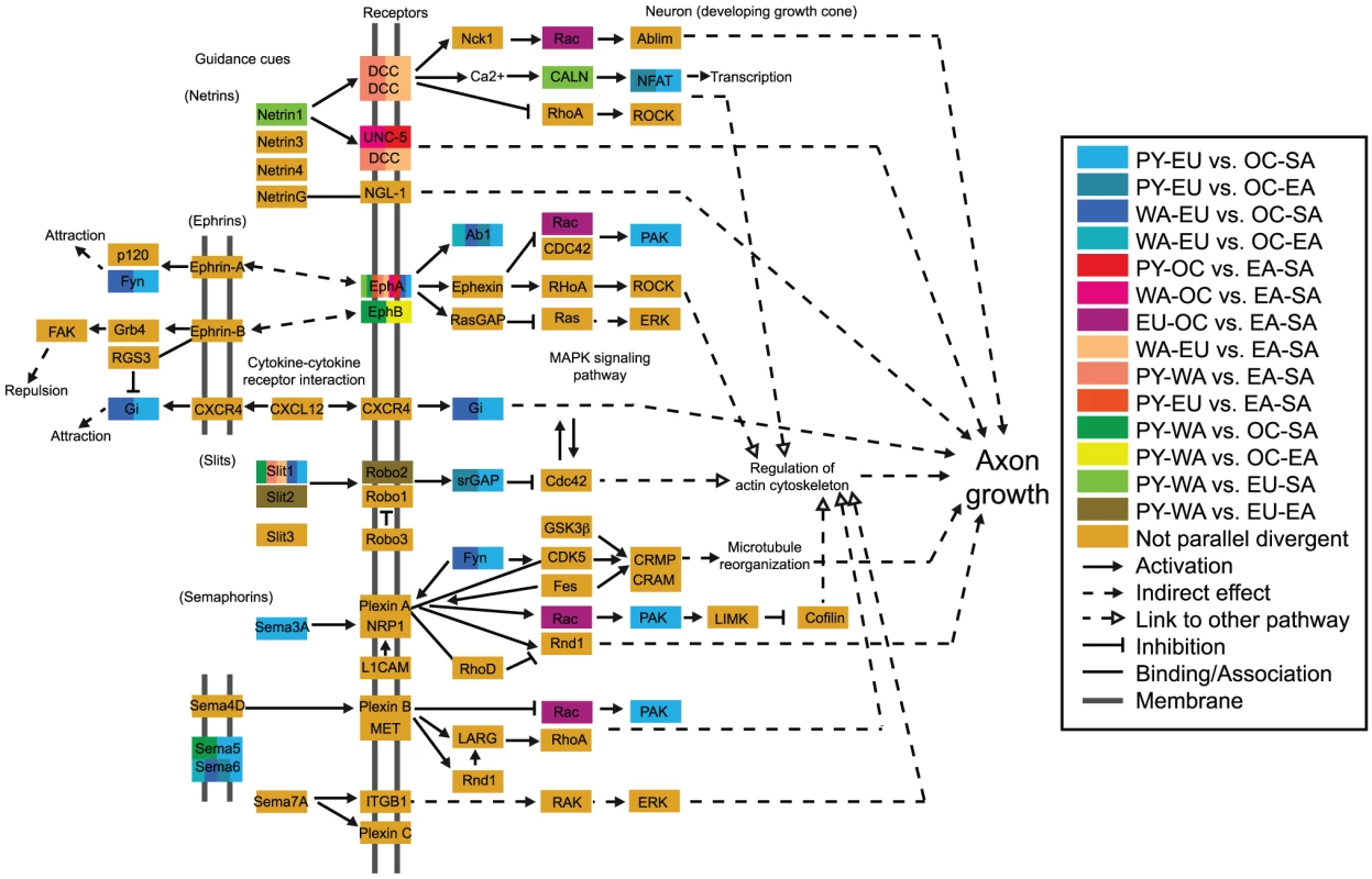 Axon guidance pathway highlighting genes containing parallel divergent SNPs.