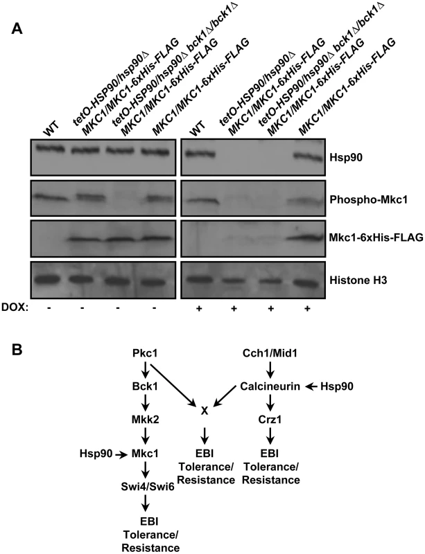 Hsp90 stabilizes the terminal MAPK Mkc1 in <i>C. albicans</i>.