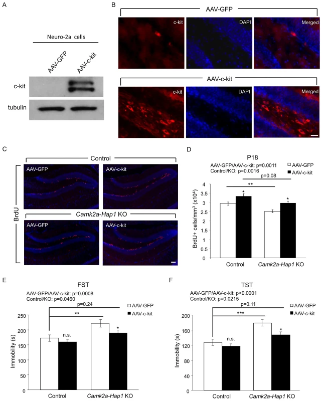 Overexpression of c-kit rescues postnatal neurogenesis defect and adult depressive-like phenotype in <i>camk2a-Hap1</i> KO mice.