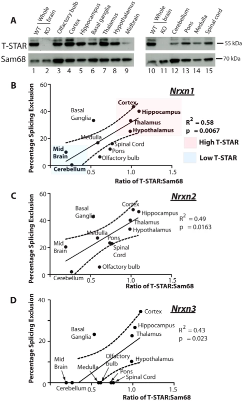 T-STAR protein concentration correlates with <i>Nrxn1-3</i> AS4 alternative splicing patterns.