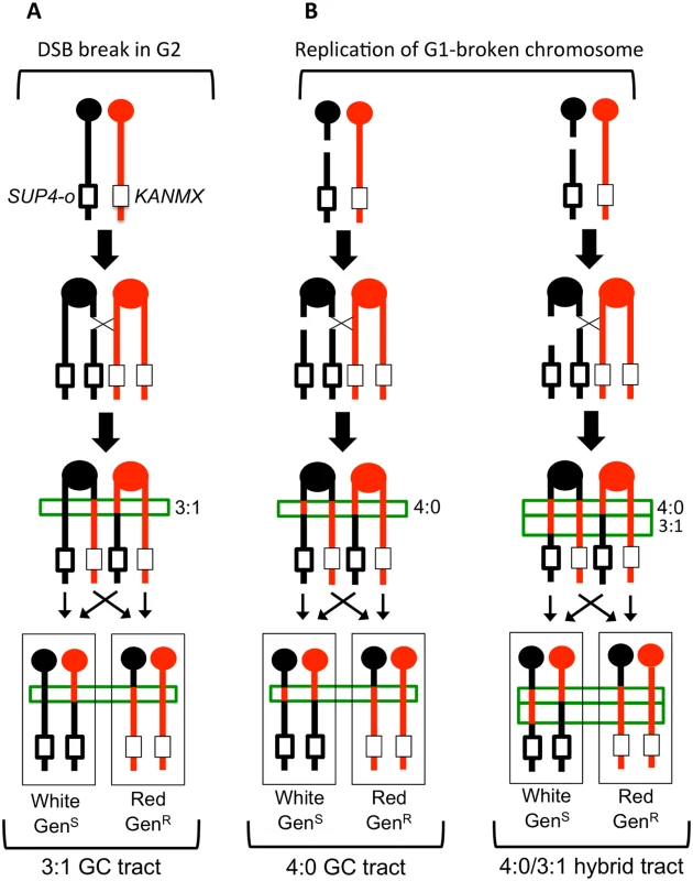 Gene conversion pattern associated with G1- or G2- initiated DSBs.