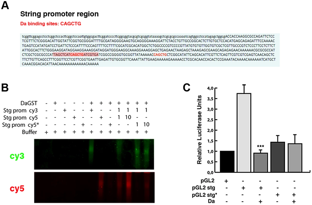 Da directly binds to the <i>string</i> promoter region and acts as a transcriptional repressor.
