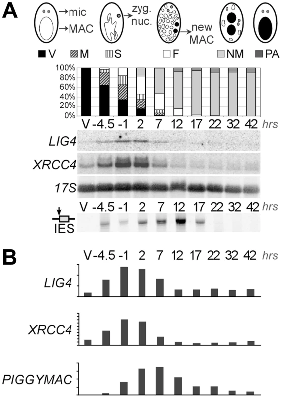 Induction of <i>LIG4</i> and <i>XRCC4</i> transcription during autogamy.