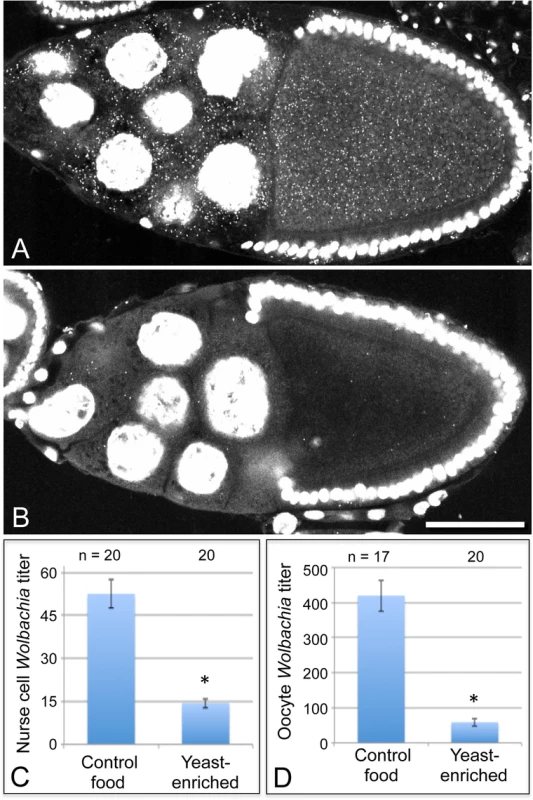 Dietary yeast affects <i>Wolbachia</i> titer in nurse cells as well as oocytes.